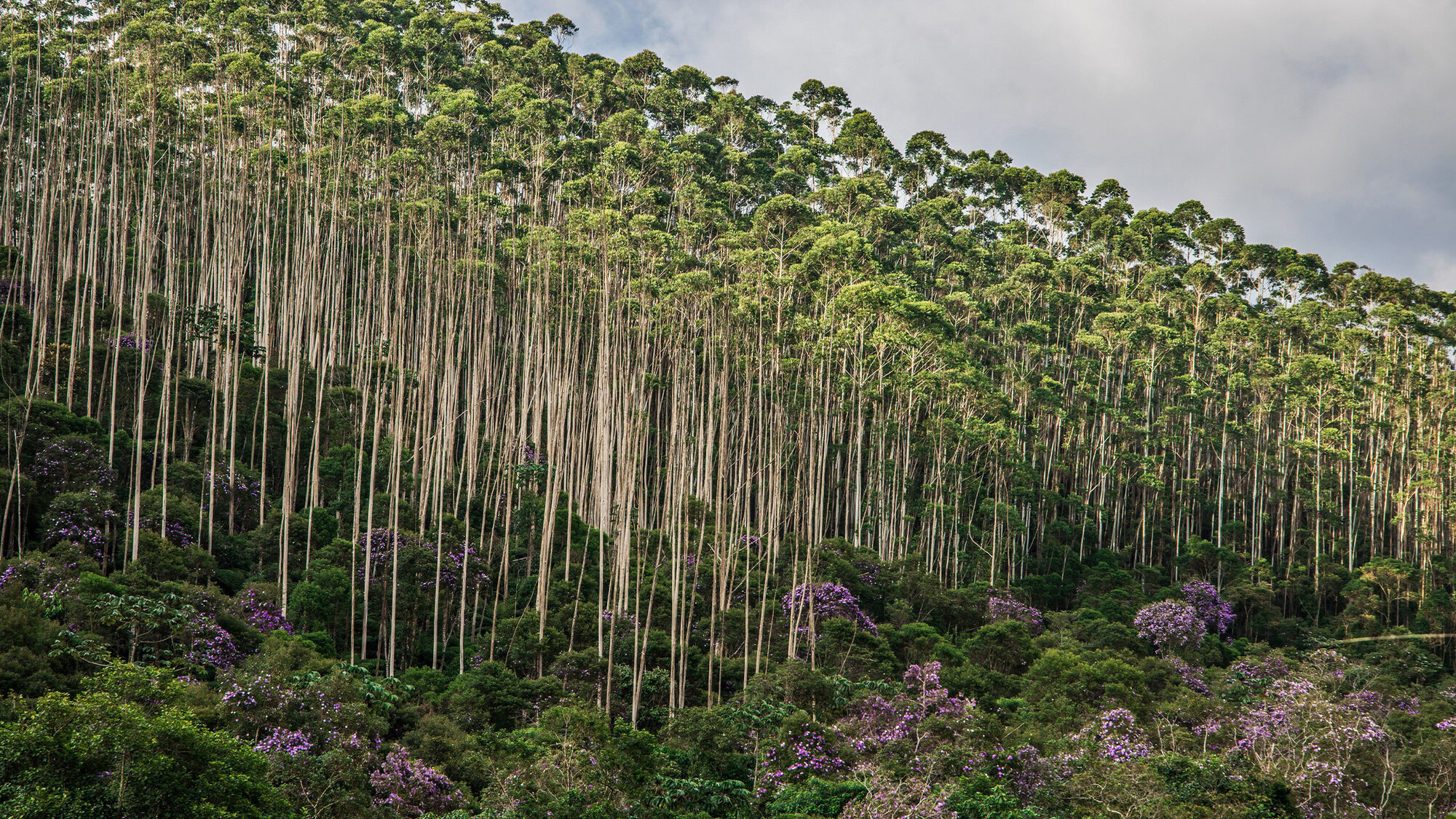 Plantaciones