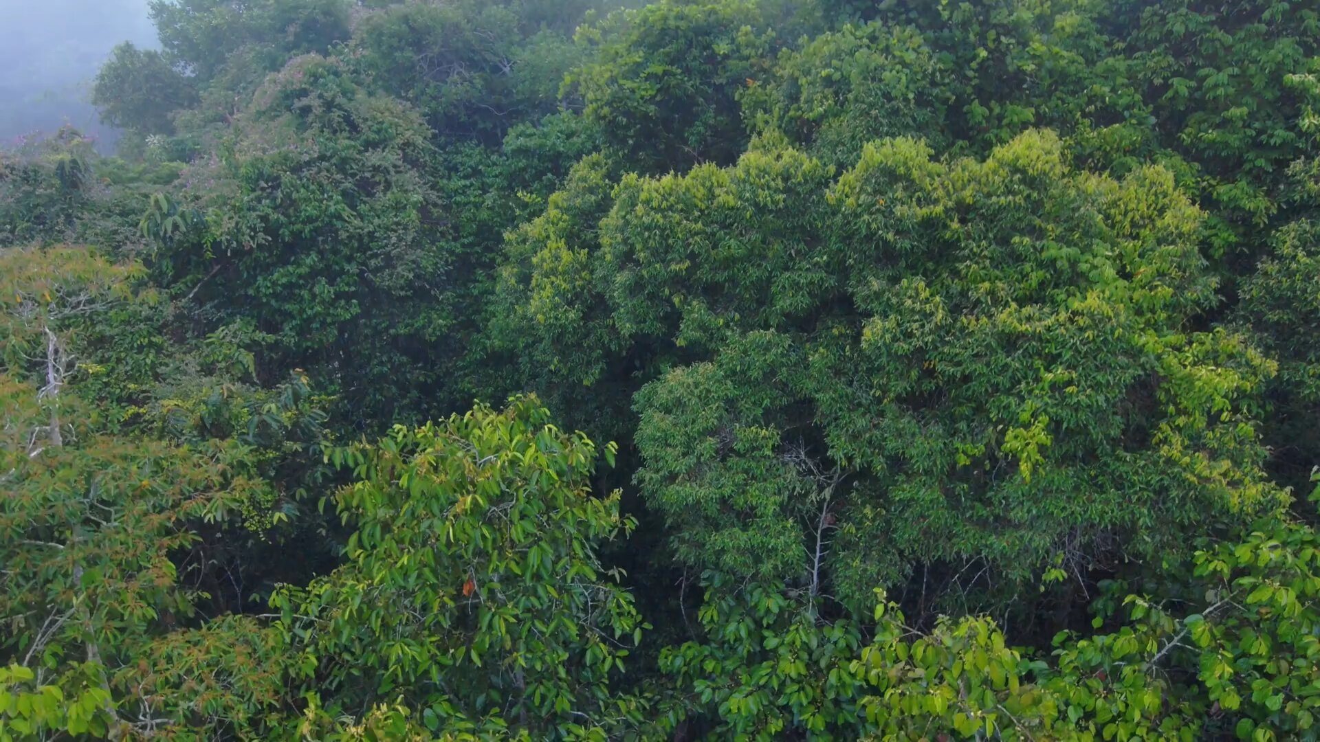 Monitoreo de Biodiversidad