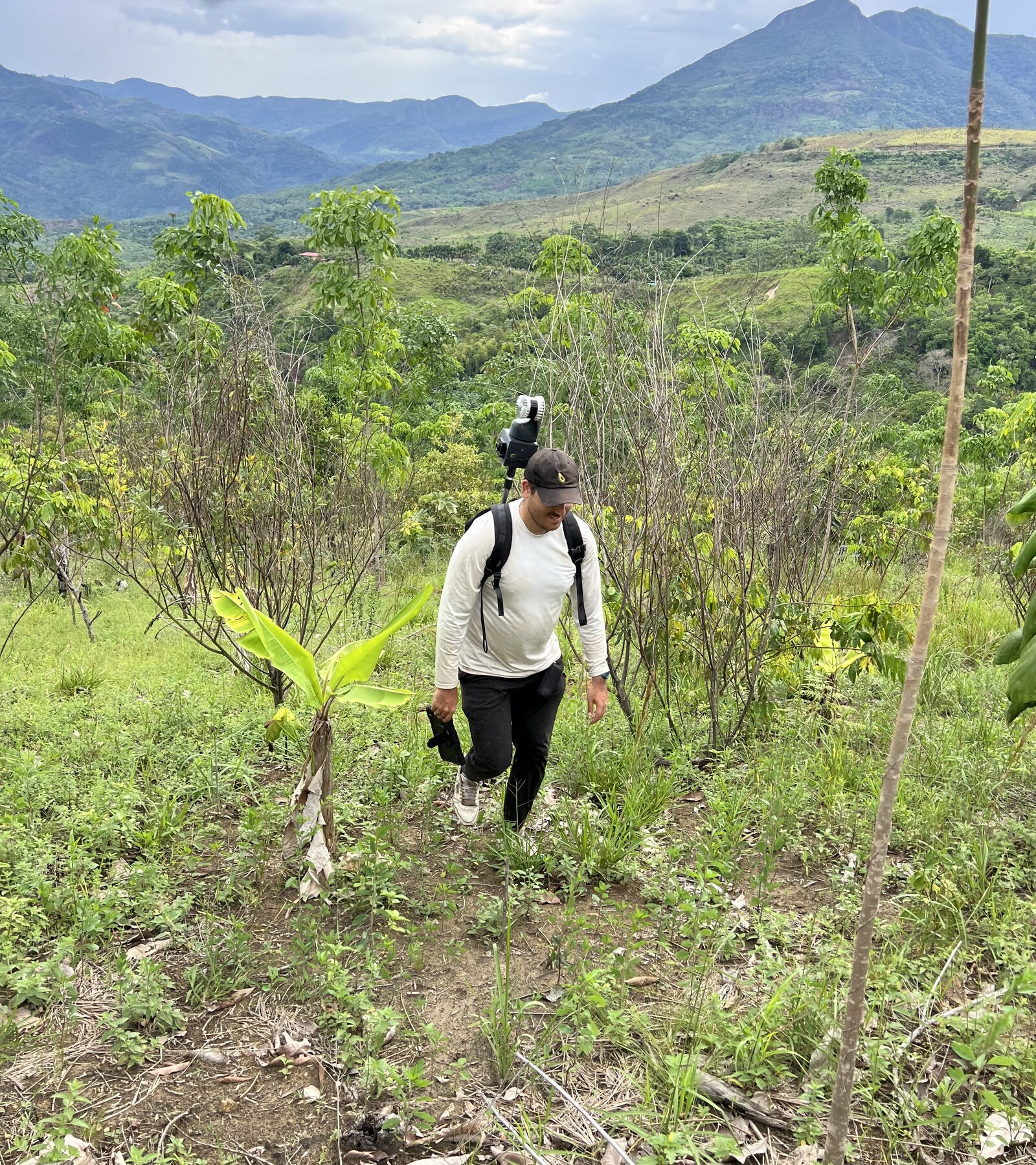 Reforestación